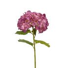 Hortensia 6