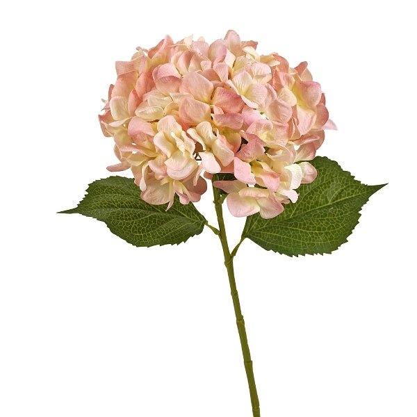 Hortensia 4