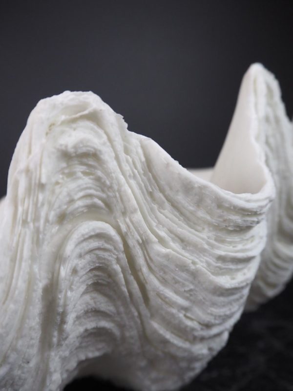 Puerto Galera Klamskjell/ Clam shell HVIT 2