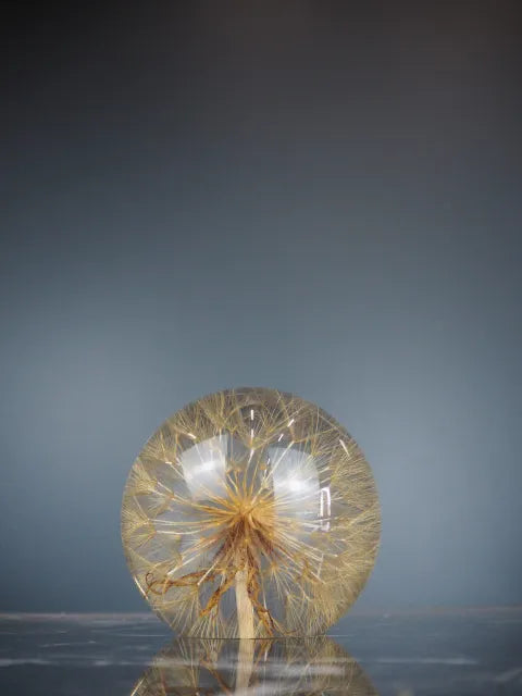 Tragopogon borddekorasjon 2