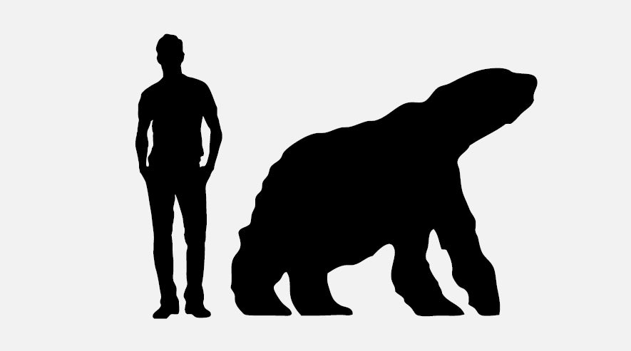 Joe Bokhylle- Mobilier de Compagnie 9