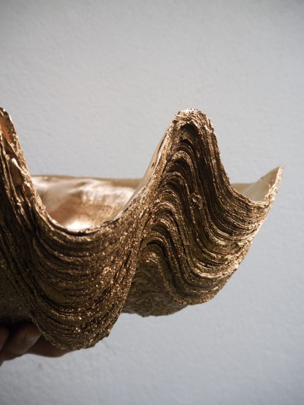 Puerto Galera Klamskjell/ Clam shell GULL 4