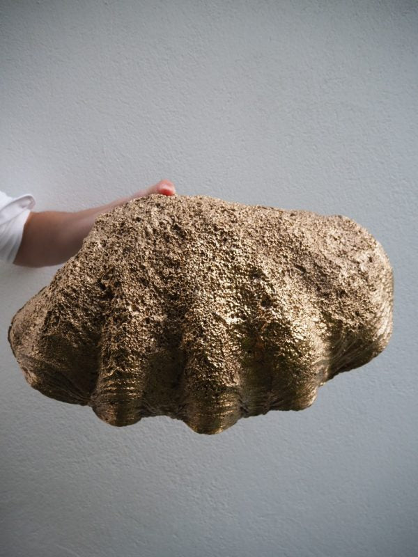 Puerto Galera Klamskjell/ Clam shell GULL 3