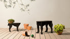 Sultan krakk i flere fargevarianter - Mobilier de Compagnie 7