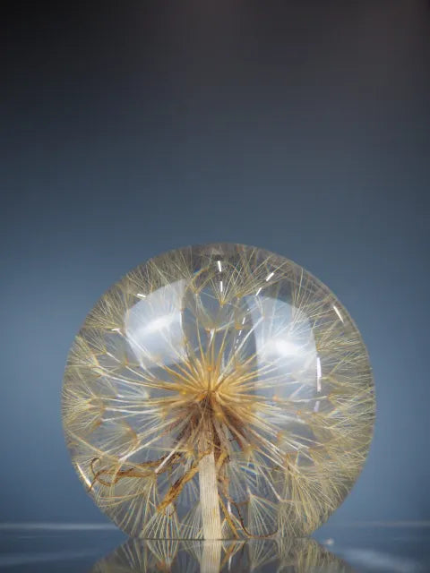 Tragopogon borddekorasjon 1