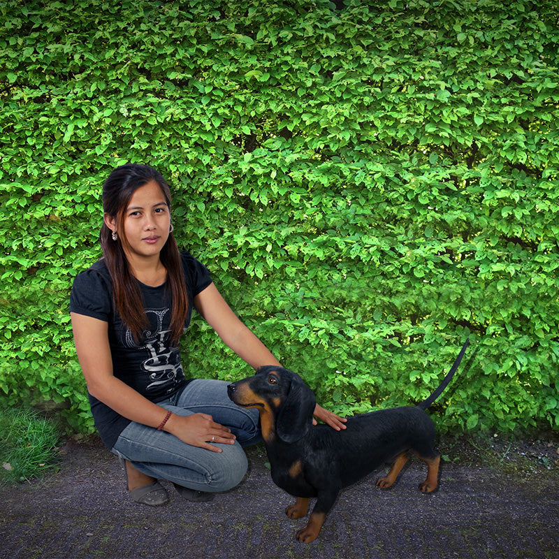 Dachshund fra Exlusive items 2