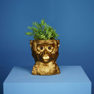 Bruce plantepotte 4