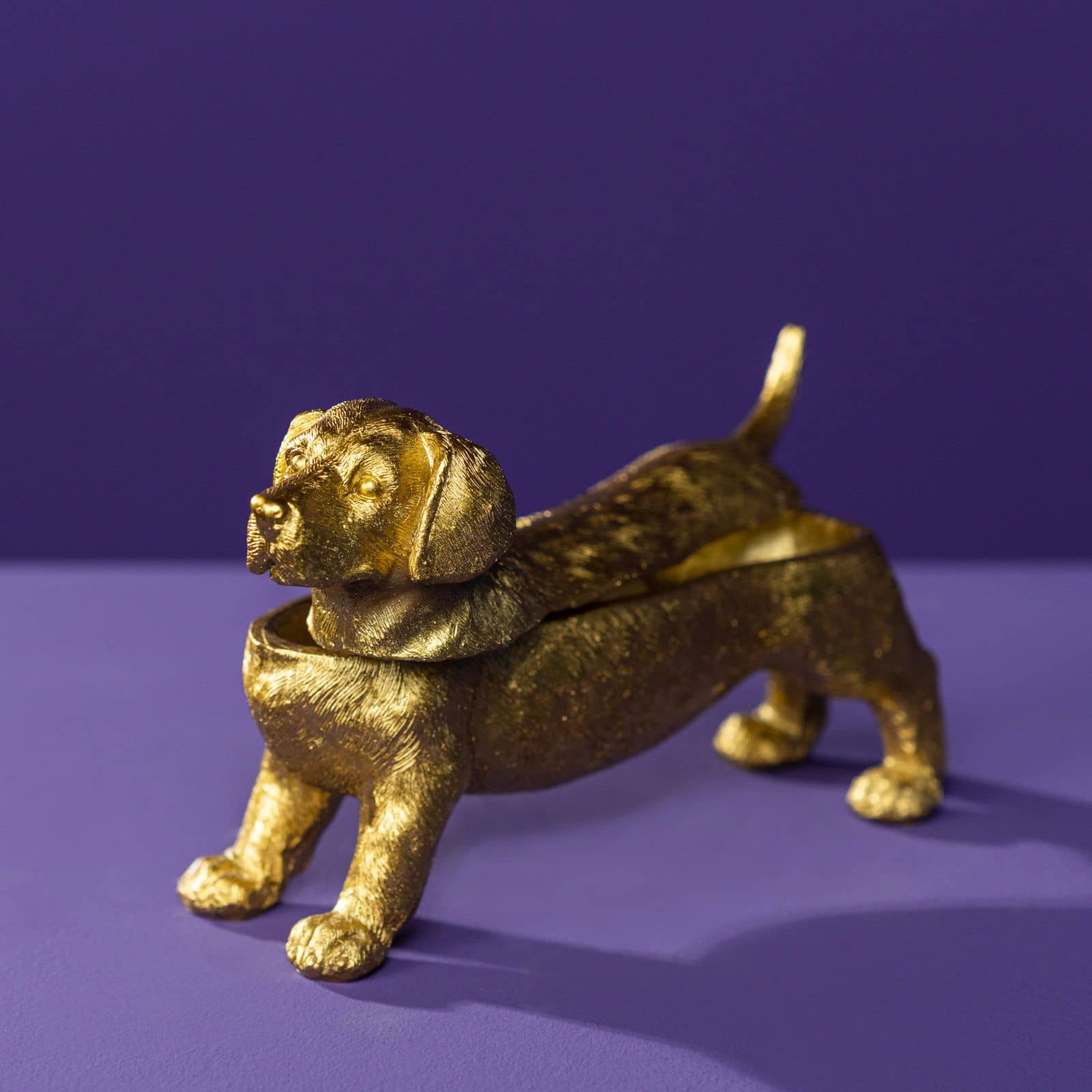 Dachshund box gull 2