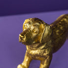 Dachshund box gull 3