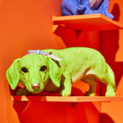 Dachs Wilfried 5