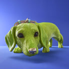 Dachs Wilfried 3