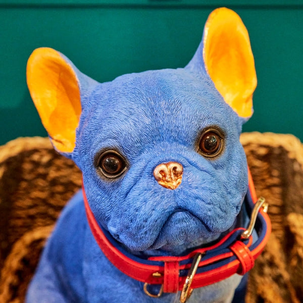 Bulldog Molly 1