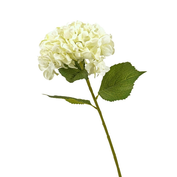 Hortensia 5