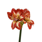 Amaryllis 3