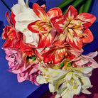 Amaryllis 1