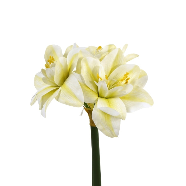 Amaryllis 4