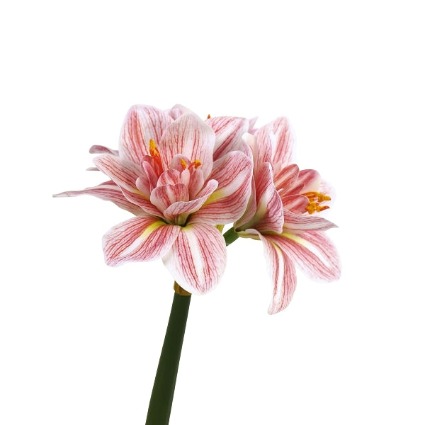 Amaryllis 2