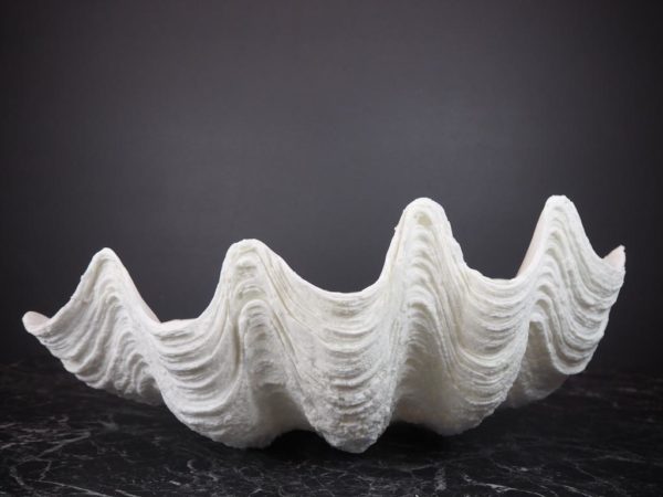 Puerto Galera Klamskjell/ Clam shell HVIT 1