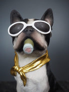 Hunden Dolph 3