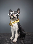 Hunden Dolph 1