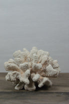Coral  1
