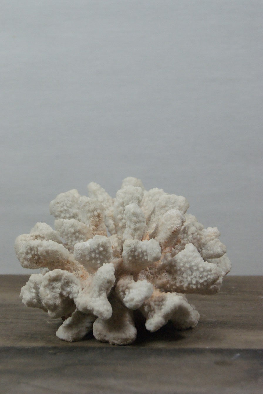 Coral  1