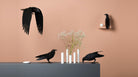 Ravens Adam - Mobilier de Compagnie 3