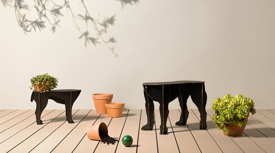 Sultan krakk i flere fargevarianter - Mobilier de Compagnie 7